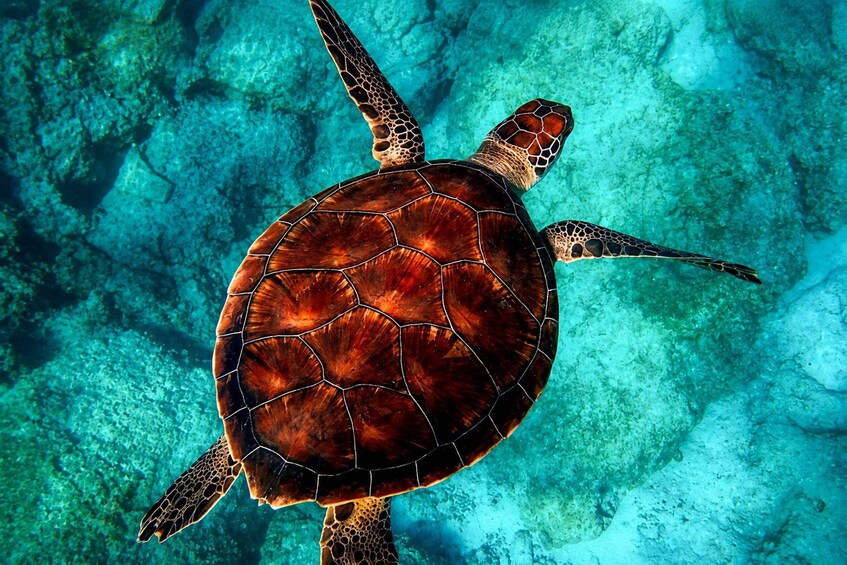 A sea turtle swimming underwater. 3