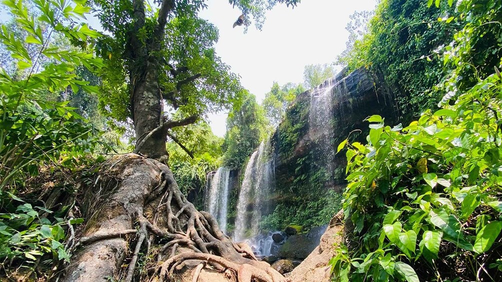 A waterfall surrounded by lush greenery and a large tree with exposed roots. 1