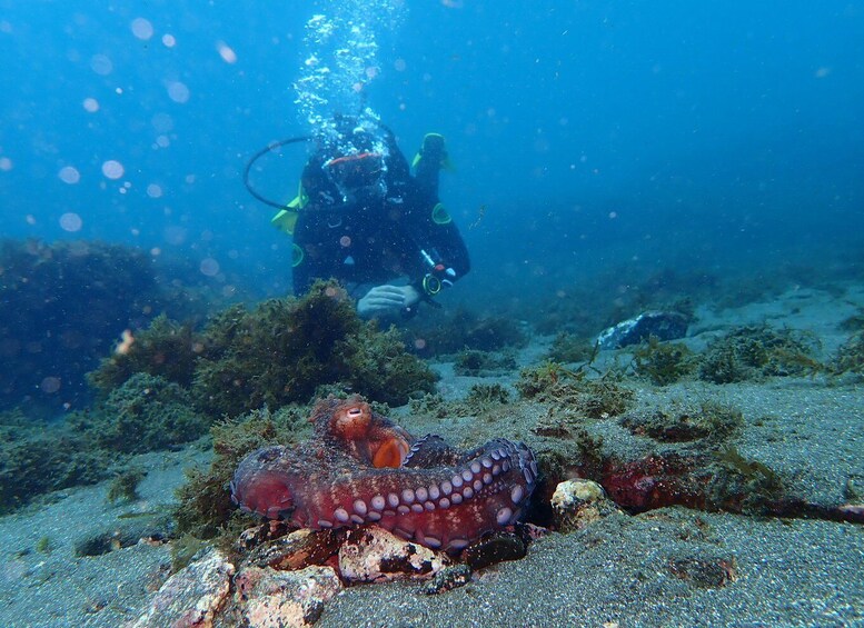 A diver underwater with an octopus on the ocean floor. 2