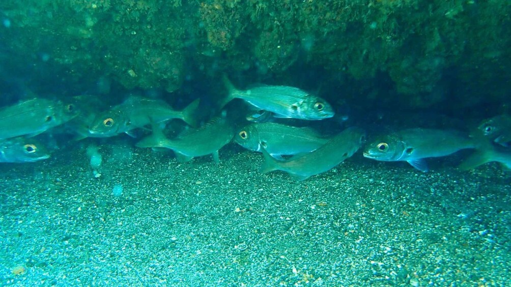 A school of fish swimming near a rocky underwater surface. 3