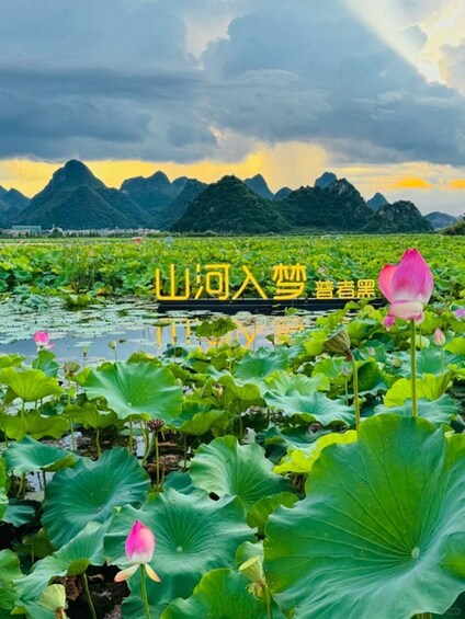 A lotus pond with mountains in the background. 2