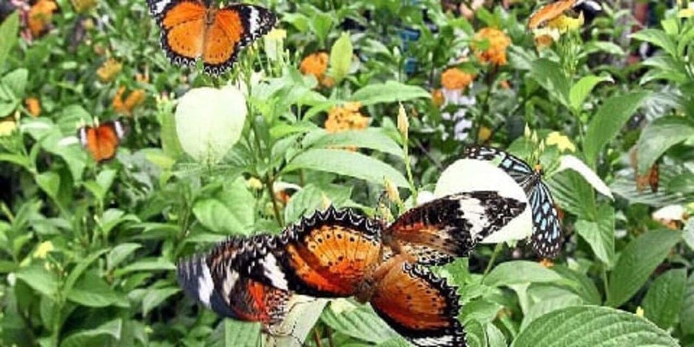 Butterflies among green foliage and orange flowers. 4