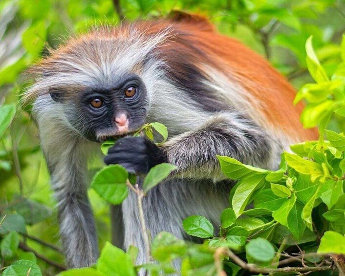 A monkey with grey and brown fur, holding a leaf, surrounded by green foliage. 1