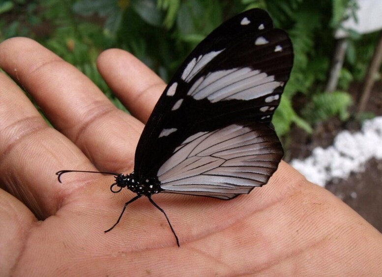 A butterfly resting on a human hand. 3