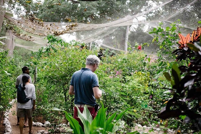 A garden with a variety of plants and a person walking on a path. 2