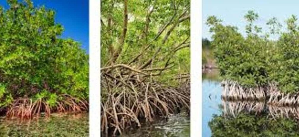 Mangrove trees with complex root systems. 5