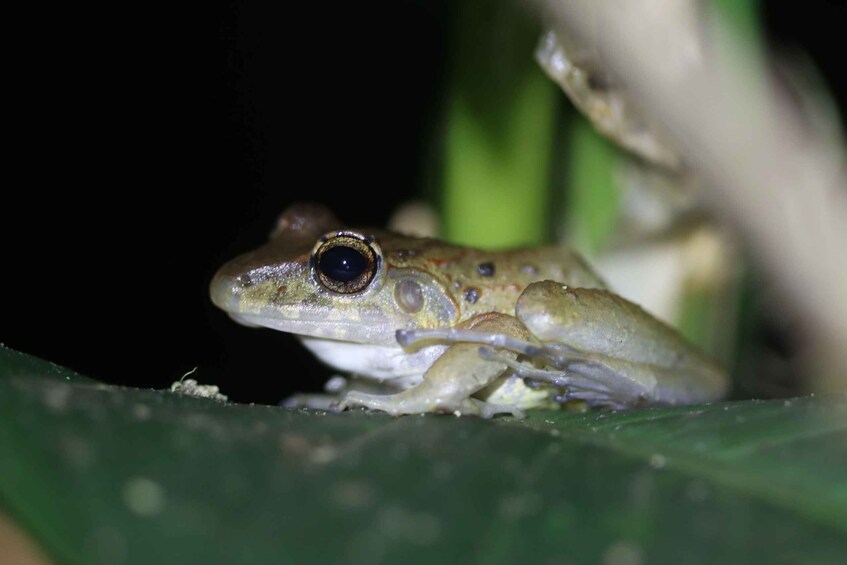 A frog on a leaf. 1