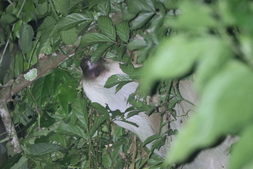 A bird perched on a branch amidst dense foliage. 1