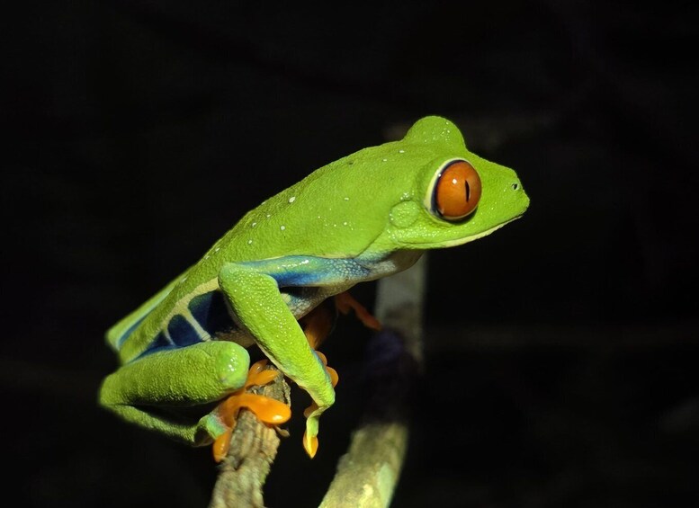 A green frog with blue and orange markings on its limbs, perched on a branch. 2
