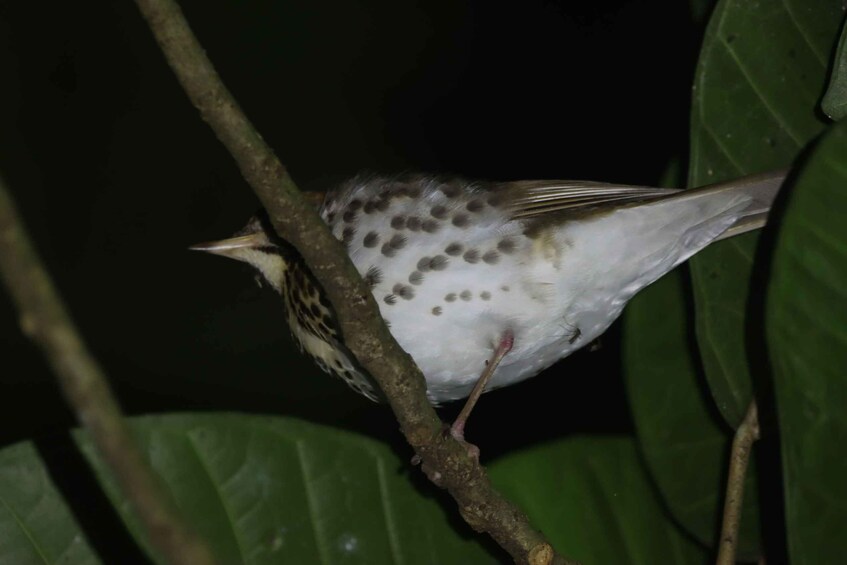 A bird perched on a branch. 4
