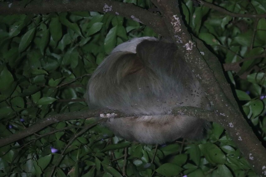 A large bird perched on a tree branch amidst dense foliage. 3