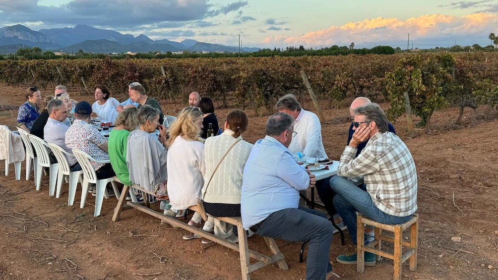 A group of people seated outdoors in a vineyard during daylight. 4