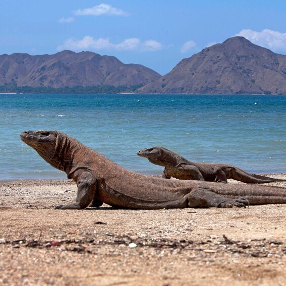 Three large lizards on a beach with mountains in the background. 1