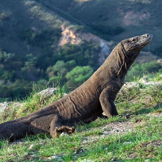 A Komodo dragon on a grassy hillside with a mountainous backdrop. 5