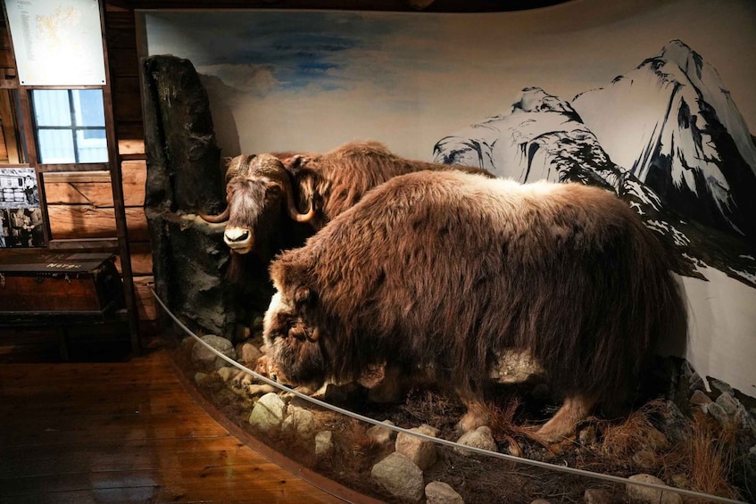 A taxidermy of a large mammal, possibly a yak, in a display case with a mountainous mural in the background. 4