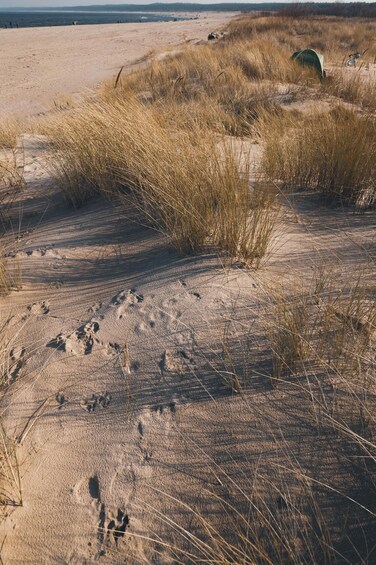 A sandy beach with tall grasses and footprints. 4