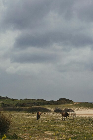 A grassy field with two horses grazing, a sandy path, and rolling hills in the background. 2
