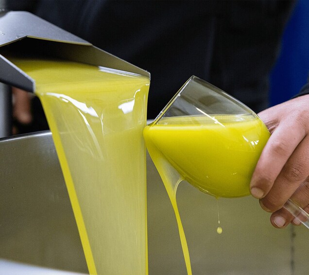 Picture 5 for Activity Basilicata Olive Oil Tourism: Guided Visit to an Olive Oil Mill and Extra Virgin Olive Oil Tasting 4