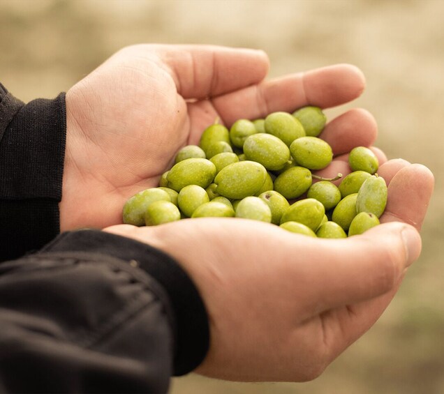 Picture 3 for Activity Basilicata Olive Oil Tourism: Guided Visit to an Olive Oil Mill and Extra Virgin Olive Oil Tasting 2