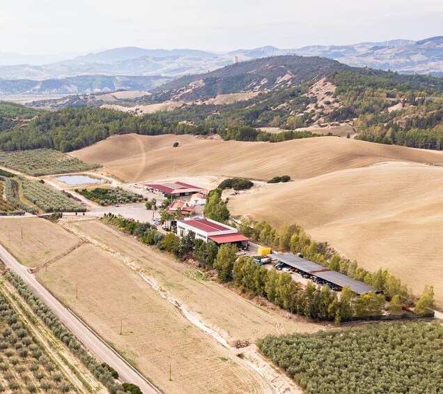 Picture 4 for Activity Basilicata Olive Oil Tourism: Guided Visit to an Olive Oil Mill and Extra Virgin Olive Oil Tasting 5
