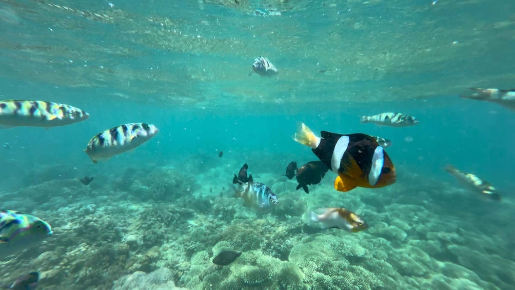 A diver swimming with fish in clear blue water. 4