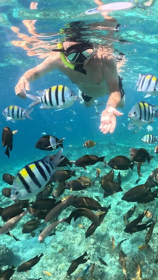 A person snorkeling underwater surrounded by various fish. 5