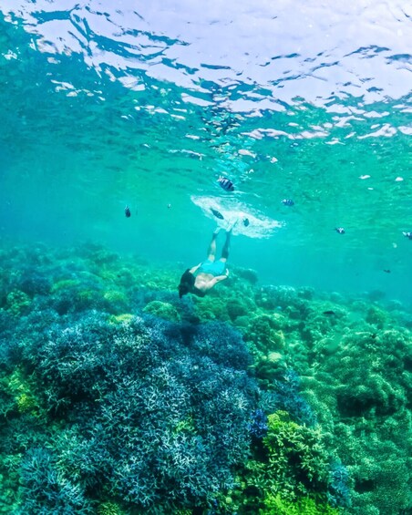 A diver underwater with a coral reef and fish in the background. 3