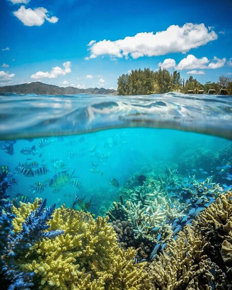 A clear blue water body with coral reefs and tropical fish, surrounded by a forested area and mountains in the background. 5