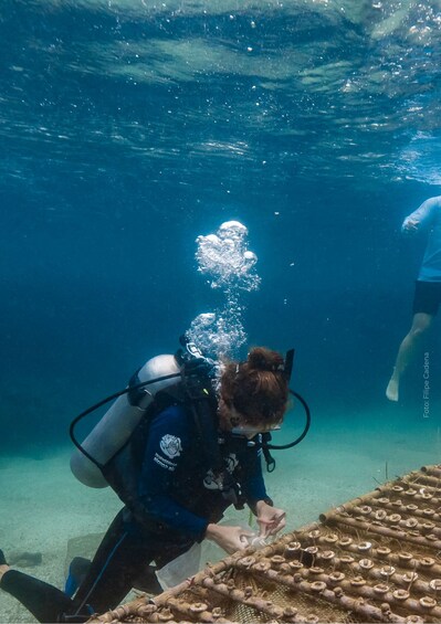 A diver underwater, examining a bamboo structure with circular holes. 2