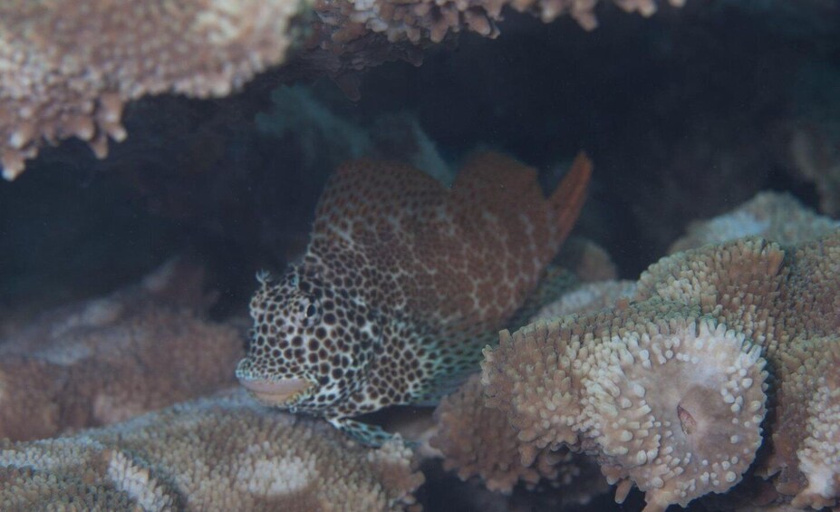 A fish with a spotted pattern swimming near coral formations. 3