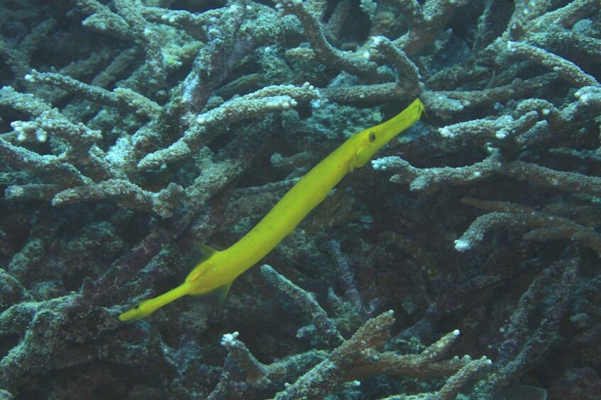 A yellow fish swimming among coral. 4