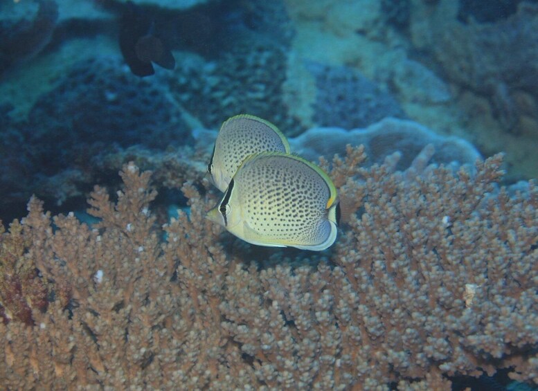 Two fish with spotted patterns on a coral reef. 2