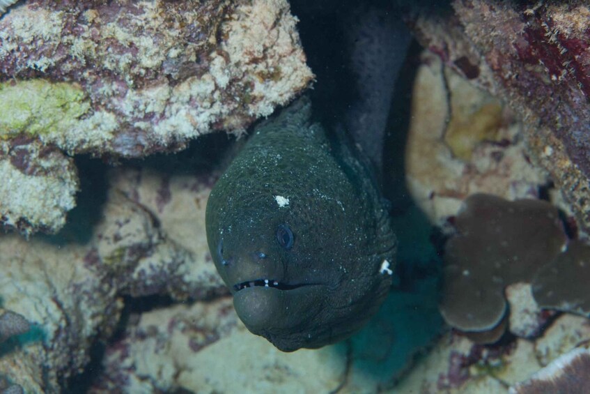 A fish with a dark body and white spots near its mouth, swimming near coral. 5