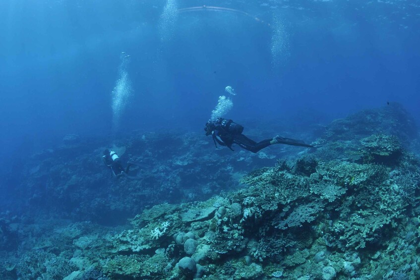 Two scuba divers exploring a coral reef. 1