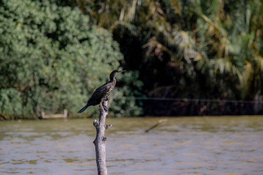 Ein Vogel sitzt auf einem Ast an einem Gewässer. 3