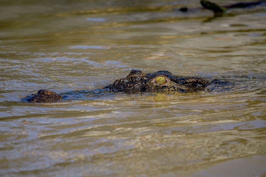 Ein Krokodil, teilweise im Wasser versunken. 4
