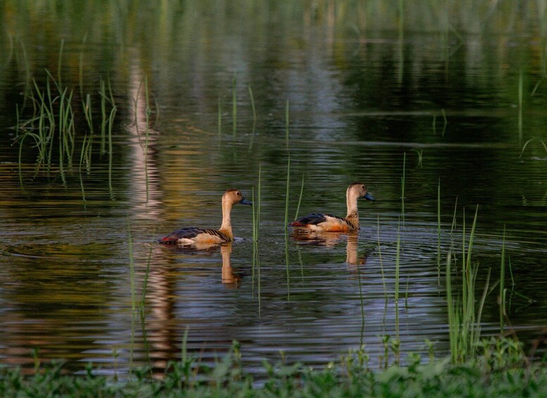 Zwei Enten schwimmen in einem ruhigen Teich, umgeben von hohem Gras. 2