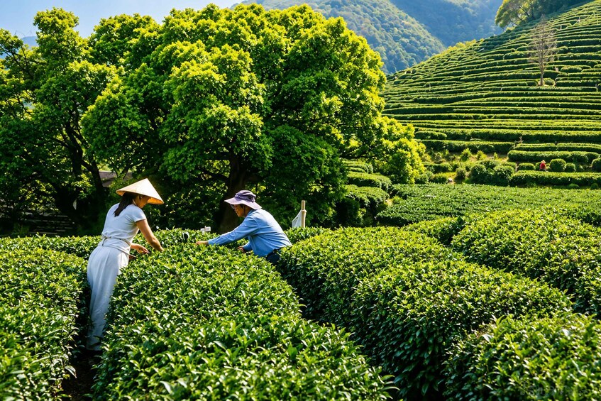 Two people working in a lush tea plantation with terraced hills in the background. 4