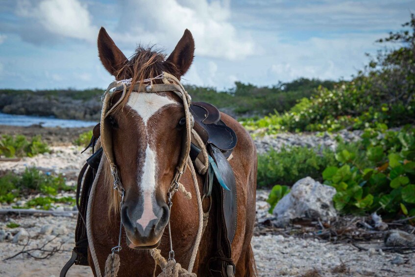 A brown horse with a white blaze on its face, wearing a saddle and bridle, standing on a sandy beach with greenery and a rocky shoreline in the background. 2