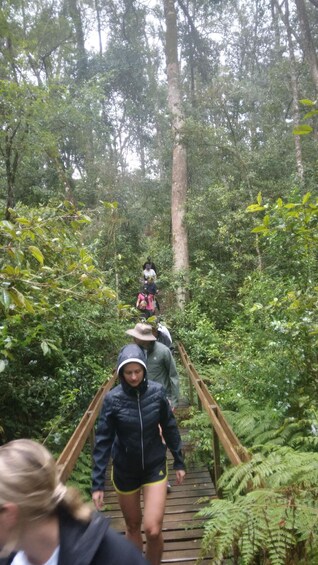 A group of people walking on a wooden bridge in a forested area. 2