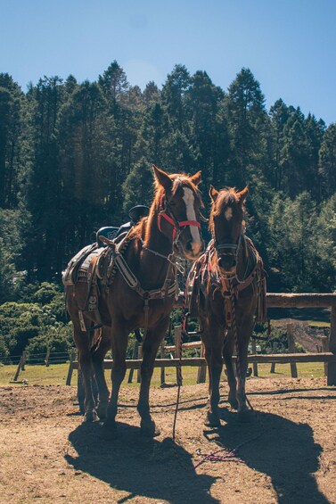 Two horses with saddles and bridles standing in a fenced area with a forest in the background. 1