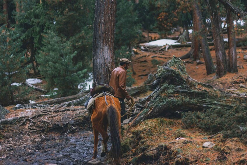 A person riding a horse through a forest with fallen trees and a large moss-covered log. 5