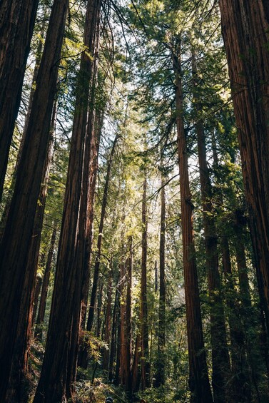 A dense forest with tall trees and sunlight filtering through. 4