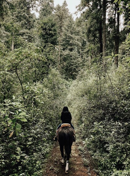 Picture 4 for Activity Mendocino: Horseback Adventure though the Woods 2