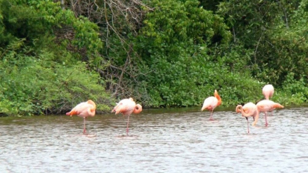 Flamingos standing in shallow water with dense green foliage in the background. 2