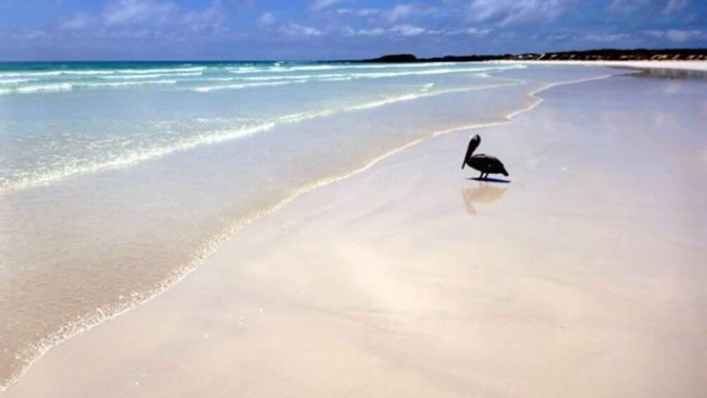A beach with gentle waves and a bird standing on the sand. 5