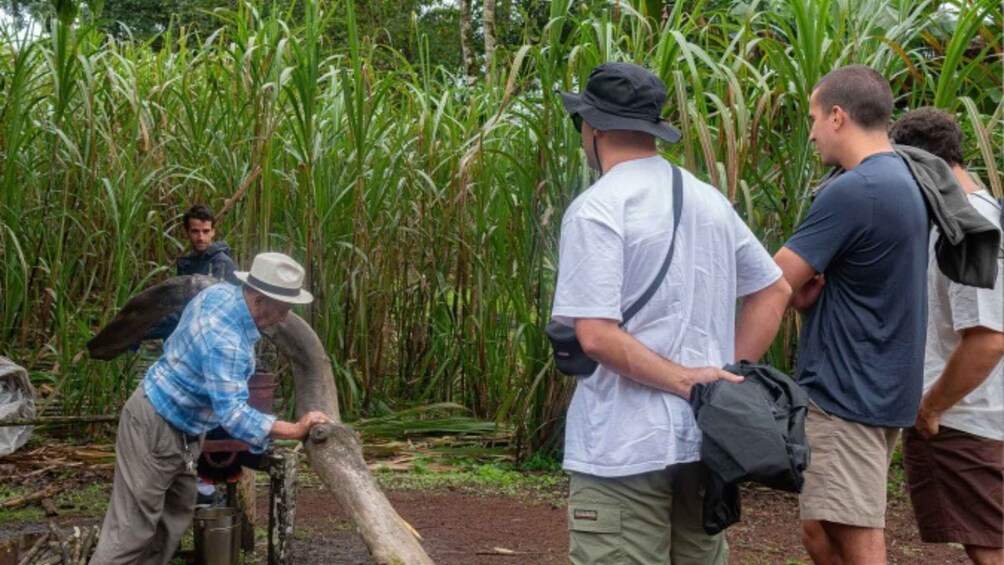 A group of people in a field with tall green plants, one person operating a mechanical device. 4