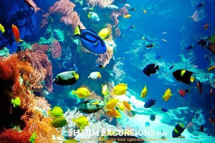 Sharm White Island Yacht Snorkeling and Diving Tour 2