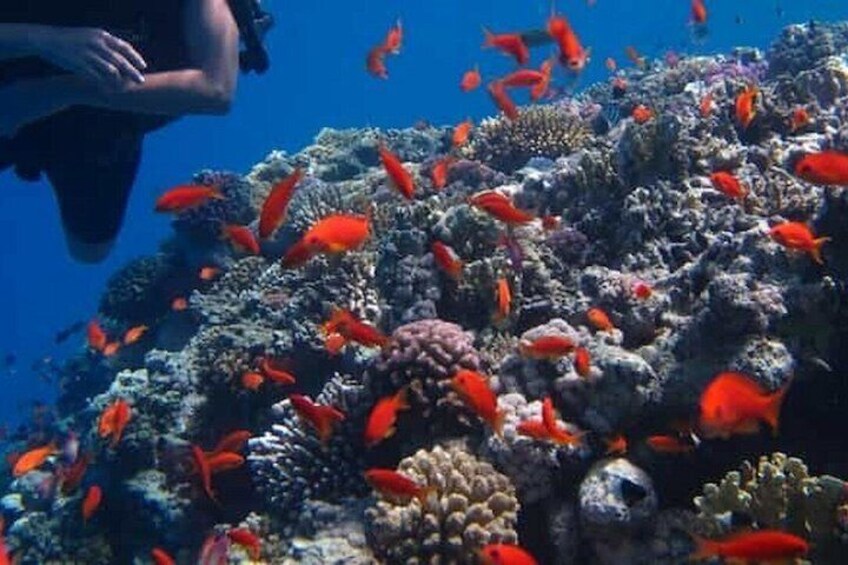 VIP Yacht Experience to Ras Mohamed & White Island from Sharm 2