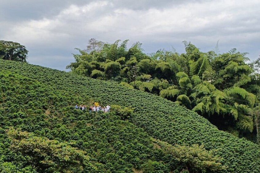 Tour coffee cultural landscape 4